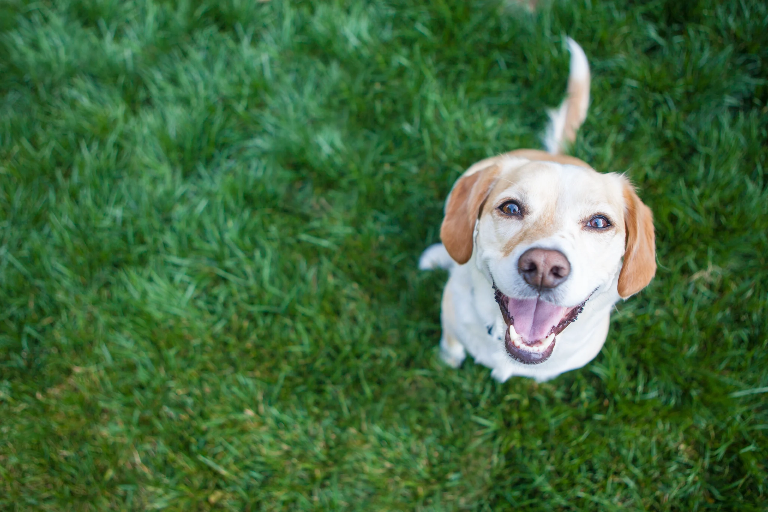 dog looking up on grass copy